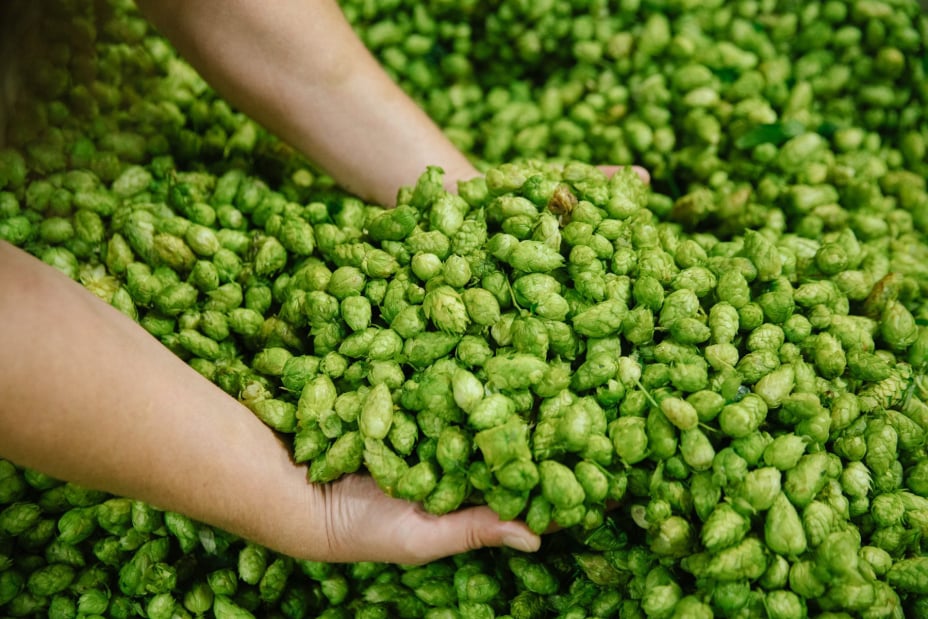 Hops